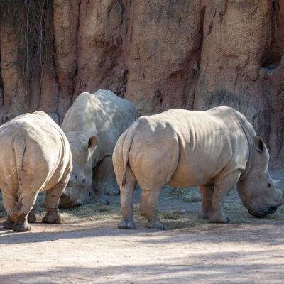 Parco faunistico Le Cornelle Rinoceronte