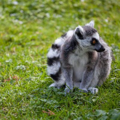 Parco faunistico Le Cornelle Lemuri