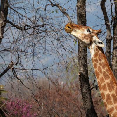 Parco faunistico Le Cornelle Giraffa