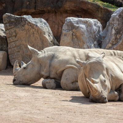 Parco faunistico Le Cornelle Rinoceronti
