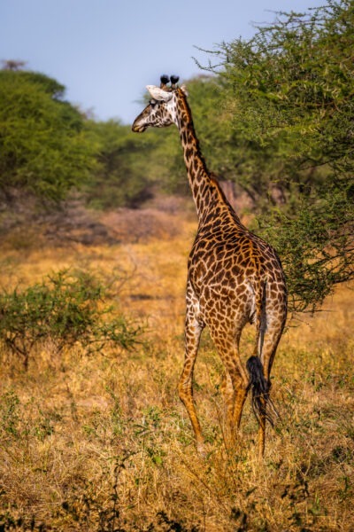 Giraffa - Parco Nazionale del Tarangire