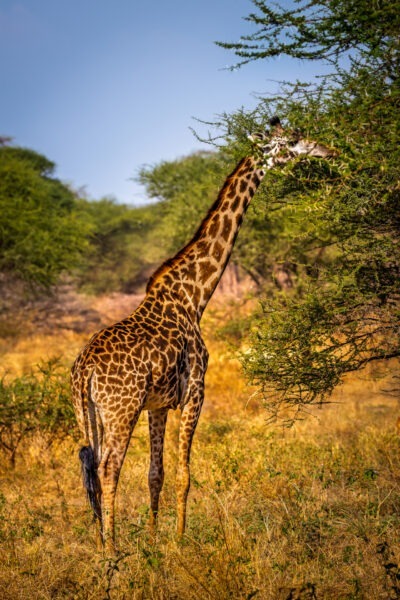 Giraffa - Parco Nazionale del Tarangire