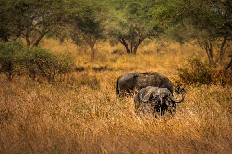 Bufalo Africano - Parco Nazionale del Tarangire