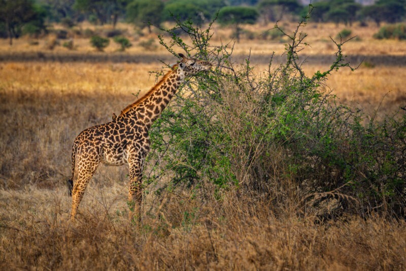 Giraffa - Parco Nazionale del Tarangire