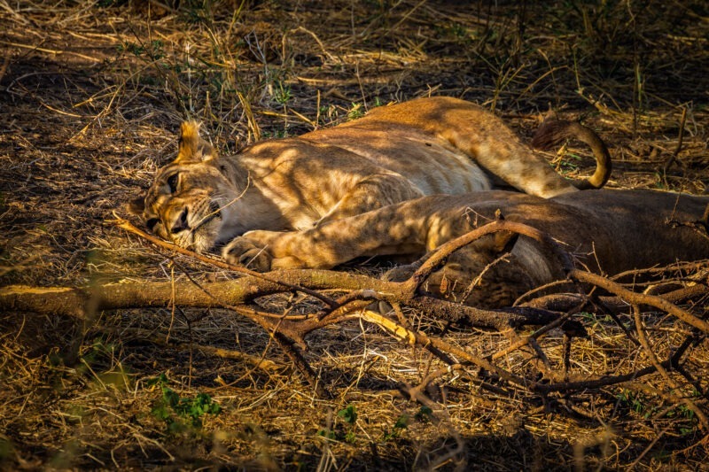 Leonesse - Parco Nazionale del Tarangire