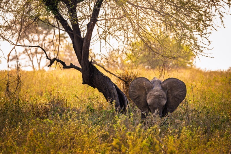 Elefantino - Parco Nazionale del Tarangire