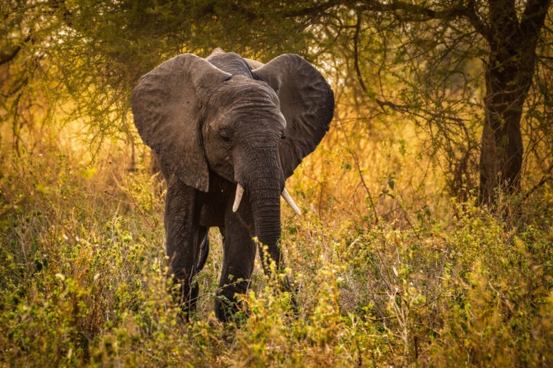 Elefante - Parco Nazionale del Tarangire