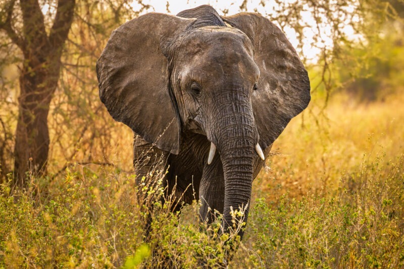 Elefante - Parco Nazionale del Tarangire