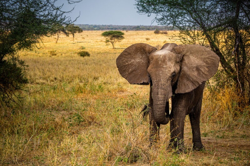 Elefante - Parco Nazionale del Tarangire