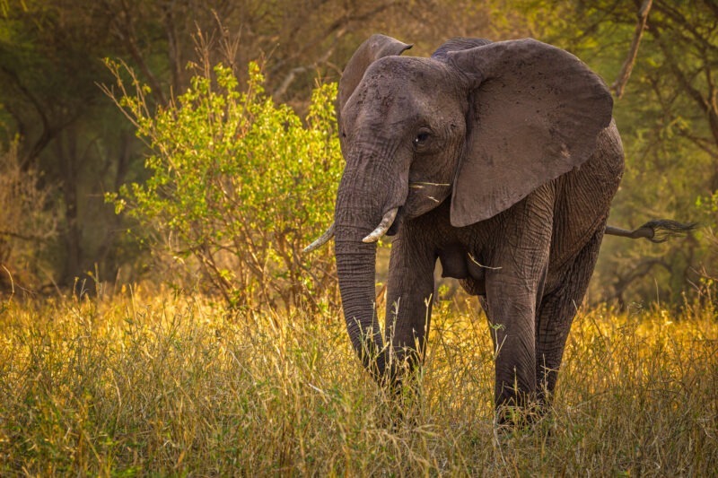 Elefante - Parco Nazionale del Tarangire