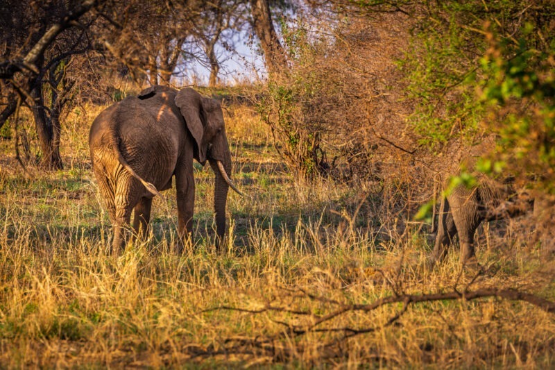 Elefante - Parco Nazionale del Tarangire