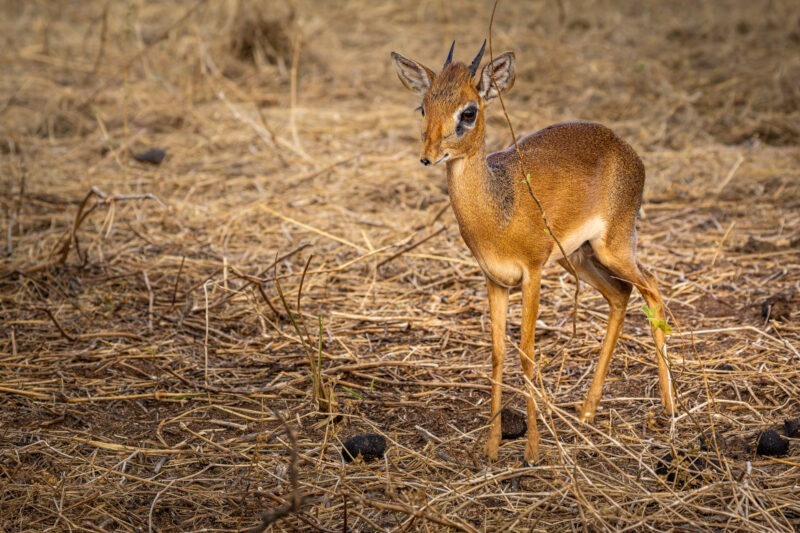 Dikdik - Parco Nazionale del Tarangire