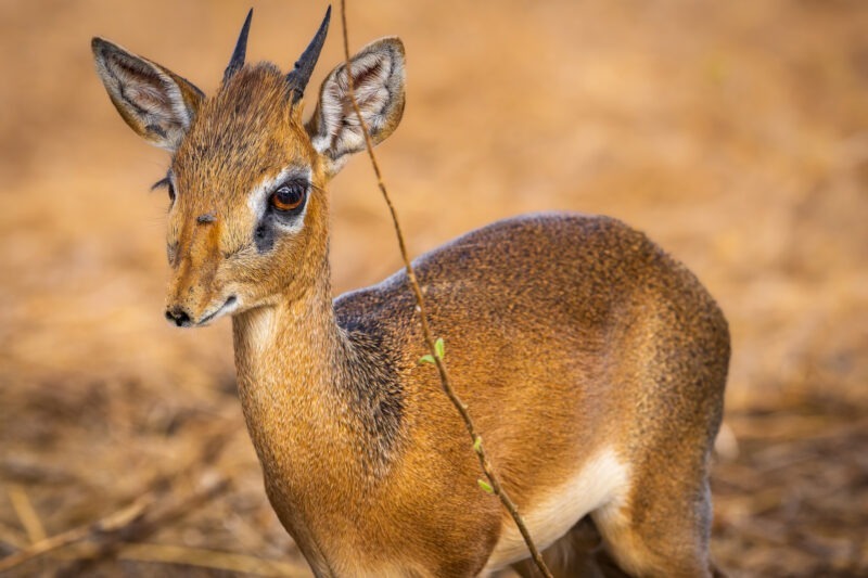 Dikdik - Parco Nazionale del Tarangire