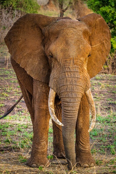 Elefante - Parco Nazionale del Tarangire