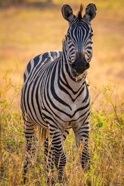 Zebre - Parco Nazionale del Tarangire