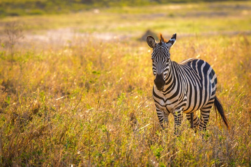 Zebre - Parco Nazionale del Tarangire