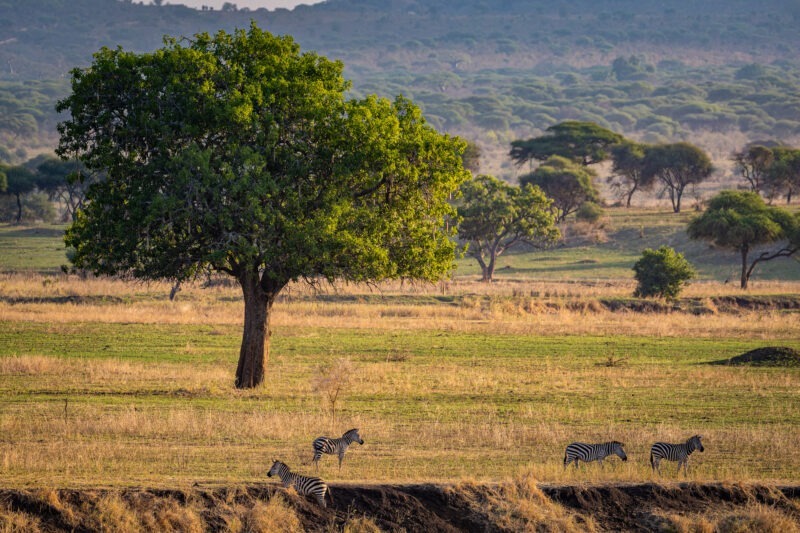 Zebre - Parco Nazionale del Tarangire