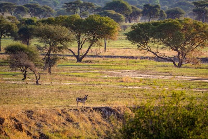 Zebre - Parco Nazionale del Tarangire