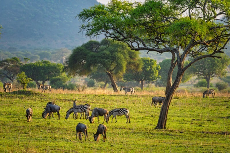 Zebre - Parco Nazionale del Tarangire