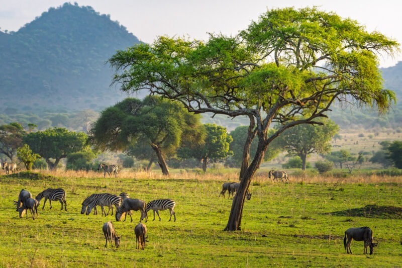 Zebre - Parco Nazionale del Tarangire