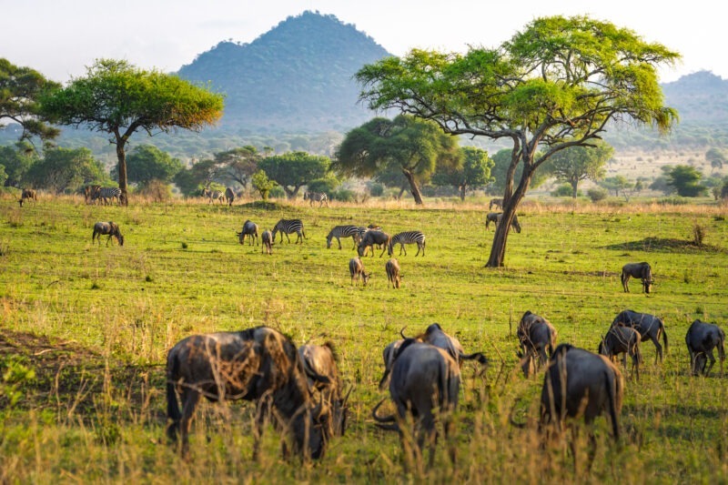 Zebre - Parco Nazionale del Tarangire