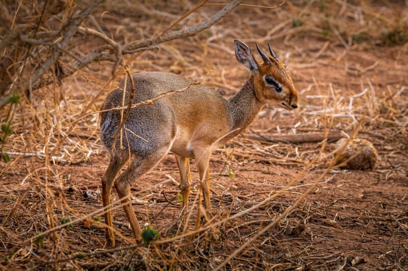 Dikdik - Parco Nazionale del Tarangire