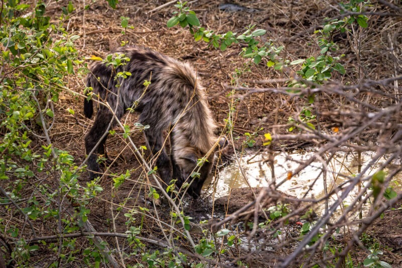 Iena - Parco Nazionale del Tarangire