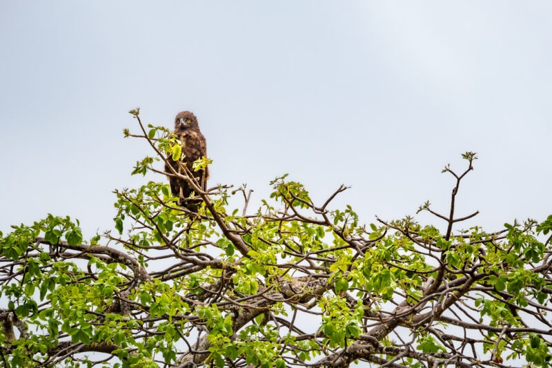 Parco Nazionale del Tarangire - Tanzania