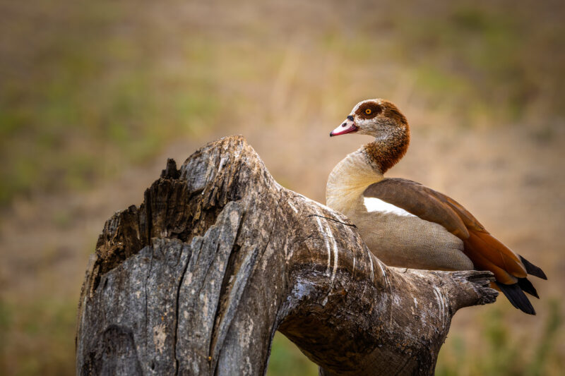 Parco Nazionale del Tarangire - Tanzania