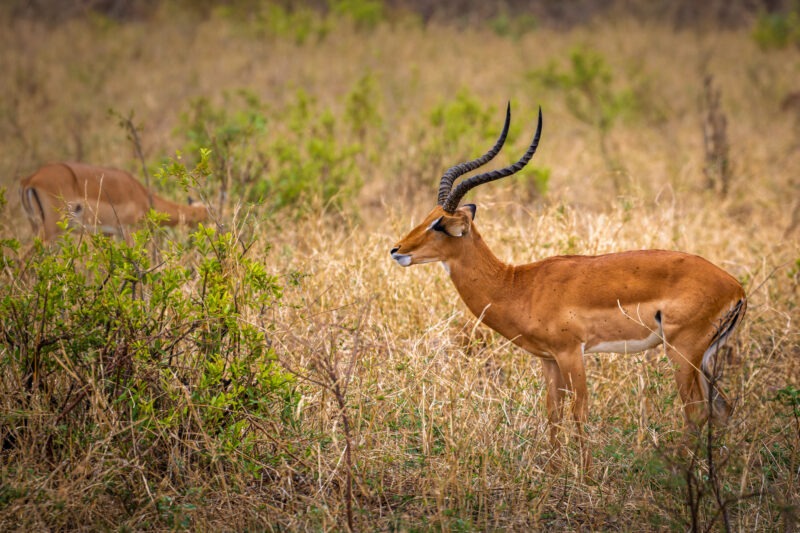 Impala - Parco Nazionale del Tarangire - Tanzania