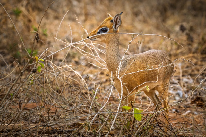 Parco Nazionale del Tarangire - Tanzania