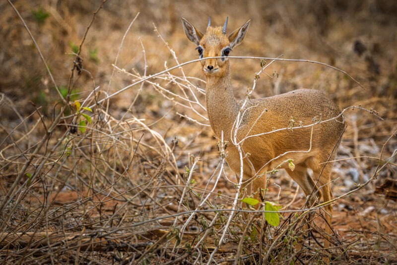 Parco Nazionale del Tarangire - Tanzania