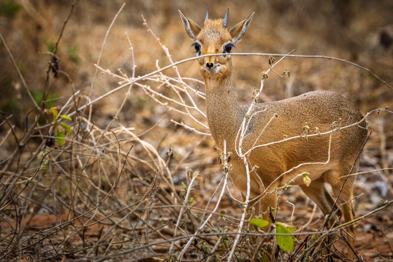 Parco Nazionale del Tarangire - Tanzania