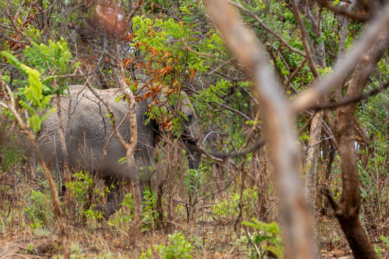 Elefante - Parco Nazionale del Tarangire - Tanzania