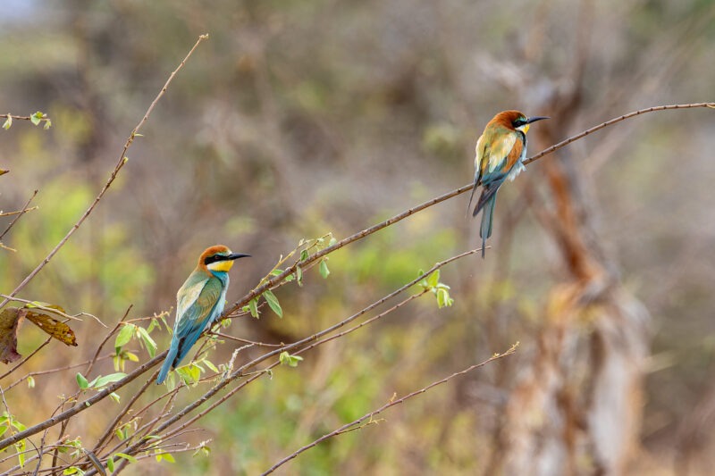 Gruccioni - Parco Nazionale del Tarangire - Tanzania