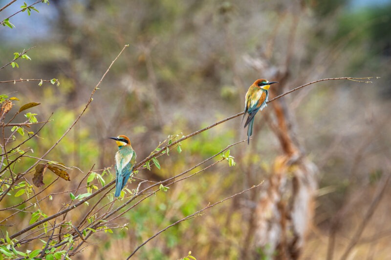 Gruccioni - Parco Nazionale del Tarangire - Tanzania