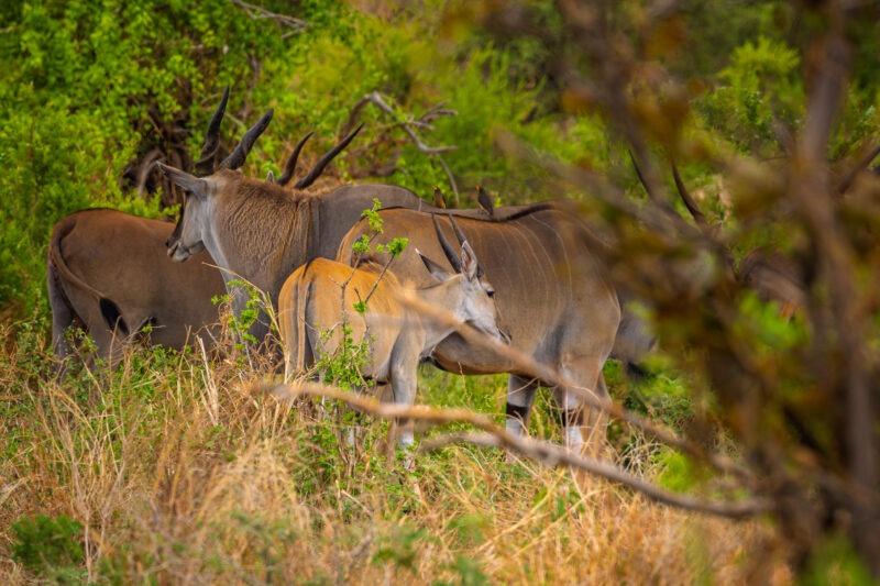 Parco Nazionale del Tarangire - Tanzania