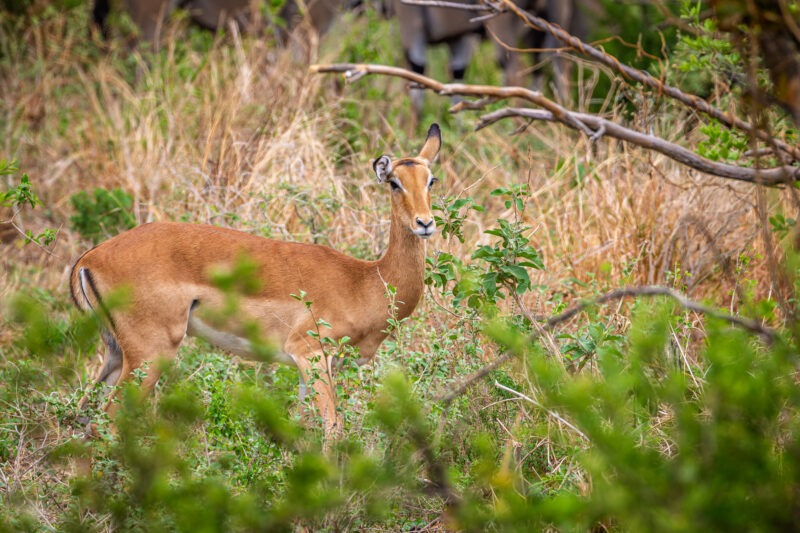 Impala - Parco Nazionale del Tarangire - Tanzania