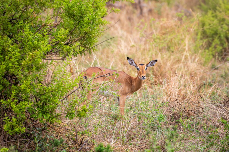 Impala - Parco Nazionale del Tarangire - Tanzania