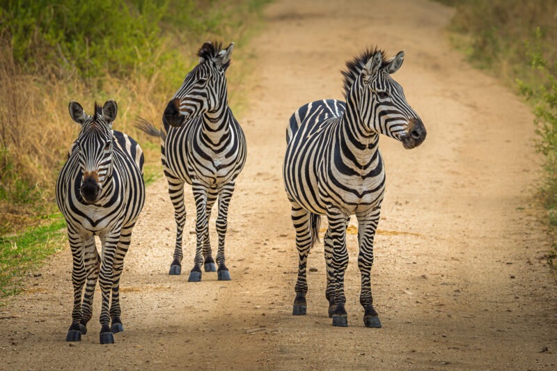 Parco Nazionale del Tarangire - Tanzania