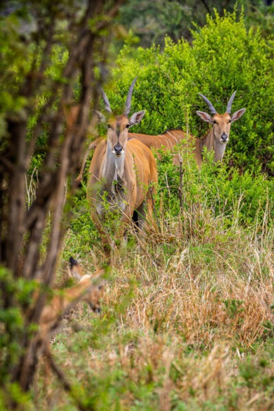 Parco Nazionale del Tarangire - Tanzania