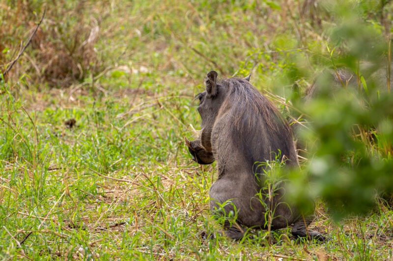 Parco Nazionale del Tarangire - Tanzania