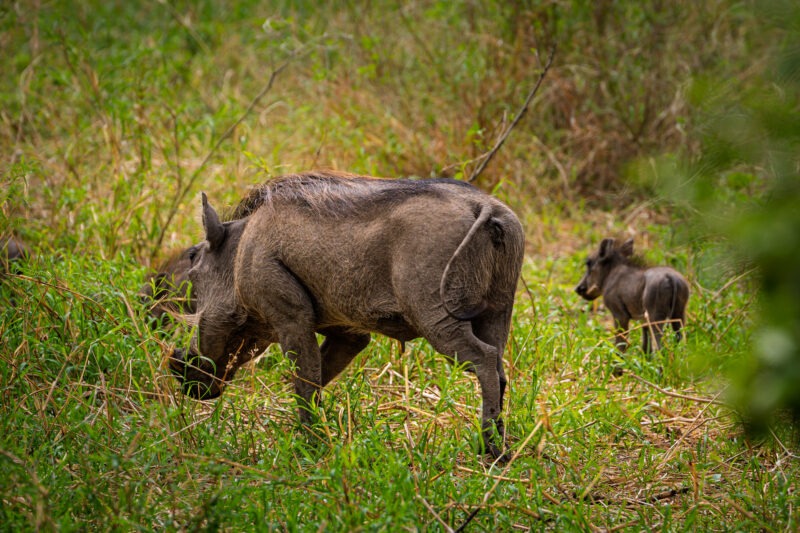 Parco Nazionale del Tarangire - Tanzania