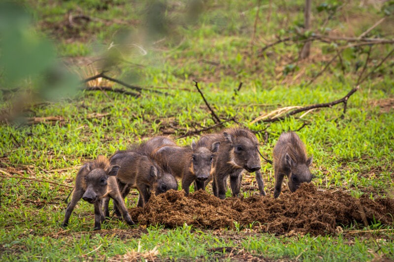 Parco Nazionale del Tarangire - Tanzania