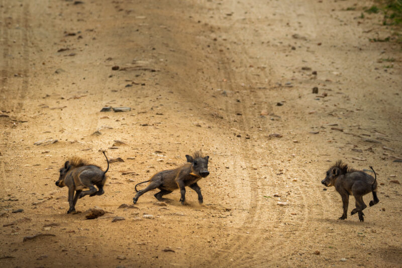 Parco Nazionale del Tarangire - Tanzania