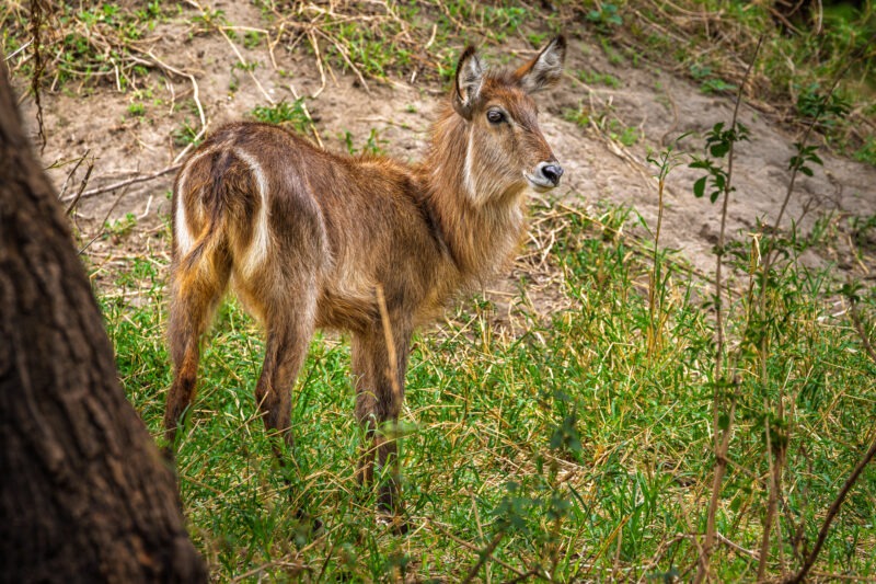 Parco Nazionale del Tarangire - Tanzania