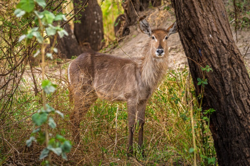 Parco Nazionale del Tarangire - Tanzania