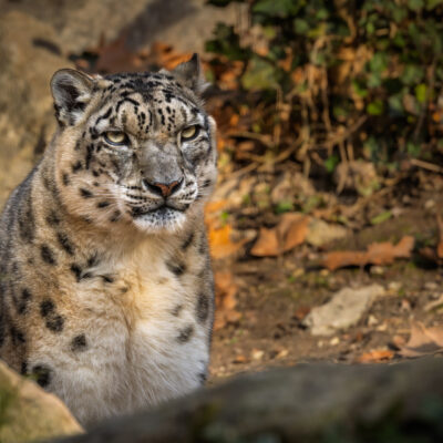 Leopardo delle nevi