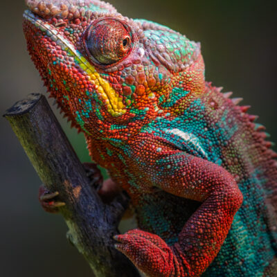 Chameleon